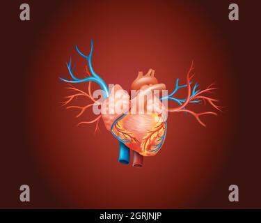 Diagramme montrant le cœur humain Illustration de Vecteur