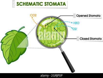 Schéma montrant les stomates schématiques sur la feuille Illustration de Vecteur