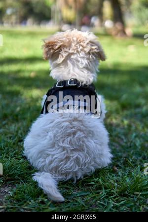 chien jouet chiot assis sur son dos sur l'herbe portant un harnais noir observant la nature sur sa première sortie autorisée après la vaccination. Verticale Banque D'Images