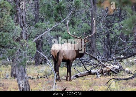 Wapiti des Rocheuses (Cervus elaphus nelsoni, parc national des Rocheuses).Homme avec de grands bois debout dans la forêt, regardant vers l'arrière vers l'appareil photo Banque D'Images