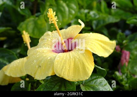 Jaune vif grande fleur d'hibiscus sur fond vert feuilles naturelles Banque D'Images