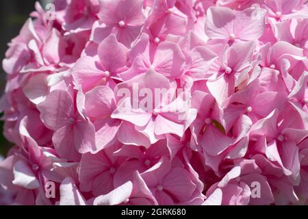 Gros plan d'un beau bouquet de fleurs d'hortensia français magenta rose sous la lumière du soleil Banque D'Images