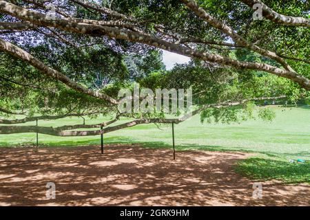 Branches du géant Ficus benjamina dans les jardins botaniques royaux de Peradeniya près de Kandy, Sri Lanka Banque D'Images