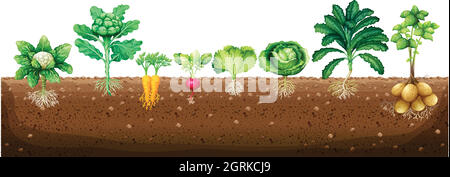 Légumes cultivés sous terre Illustration de Vecteur