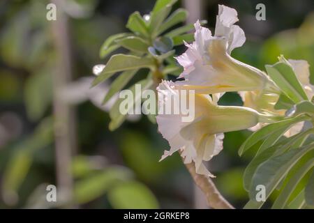 Deux fleurs d'Adenium blanc ivoire sur fond de feuille Banque D'Images