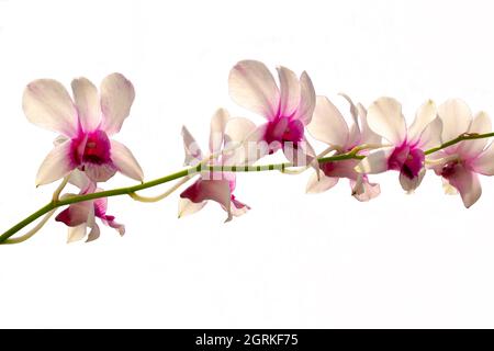 Fleur d'orchidée avec le nom d'espèce dendrobium nobile, fleurs blanches et violettes, isolées avec un chemin d'écrêtage Banque D'Images