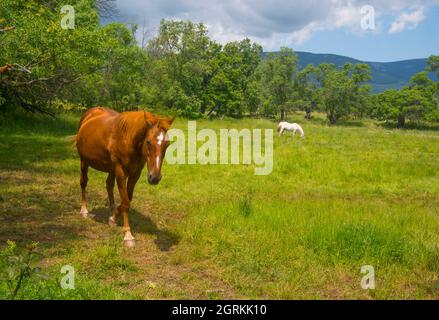 Chevaux dans un pré. Pinilla de Buitrago, province de Madrid, Espagne. Banque D'Images