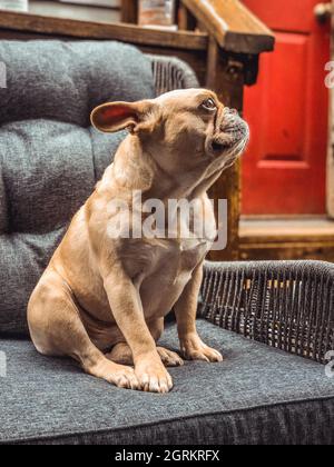 Photo verticale d'un adorable boudogue français marron assis sur un fauteuil Banque D'Images