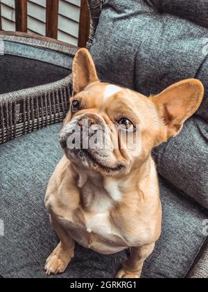 Photo verticale d'un adorable boudogue français marron assis sur un fauteuil Banque D'Images