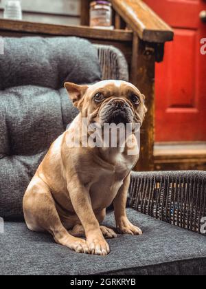 Photo verticale d'un adorable boudogue français marron assis sur un fauteuil Banque D'Images