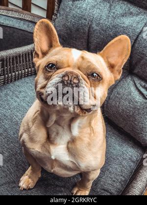 Photo verticale d'un adorable boudogue français marron assis sur un fauteuil Banque D'Images