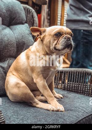 Photo verticale d'un adorable boudogue français marron assis sur un fauteuil Banque D'Images