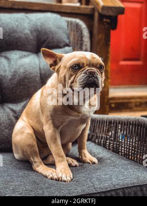 Photo verticale d'un adorable boudogue français marron assis sur un fauteuil Banque D'Images