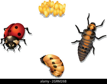 cycle de vie des coccinelles Illustration de Vecteur