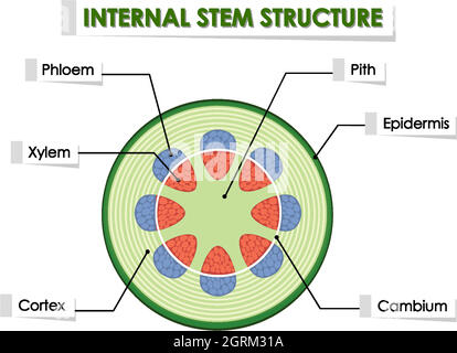 Schéma illustrant la structure interne de la tige Illustration de Vecteur