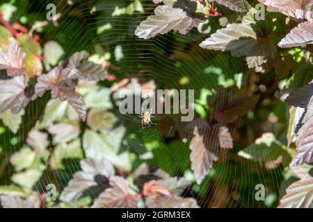 une araignée sur sa toile avec des feuilles vertes et rouges attrayantes en arrière-plan Banque D'Images