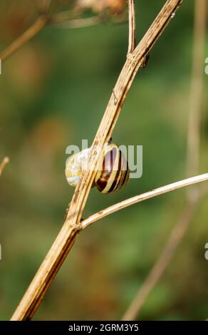 Une paire d'escargots à lèvres brunes (Cepaea nemoralis) sur une tige d'hiver Wiltshire UK Banque D'Images