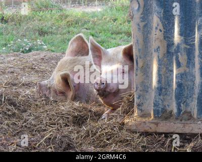 les cochons qui se trouvent dans la paille derrière leur abri avec leur tête qui se trouve sur le côté Banque D'Images