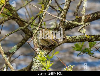 Il goldcrest le plus petit oiseau résident de Grande-Bretagne perché sur la branche d'un arbre Banque D'Images