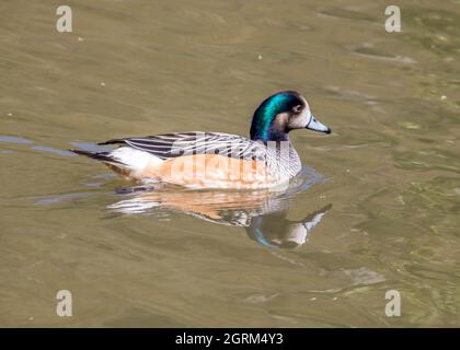 l'esgeon chiloe également connu sous le nom d'esgeon du sud Banque D'Images