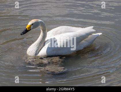 le cygne de bewick un petit cygne à bec noir et jaune Banque D'Images