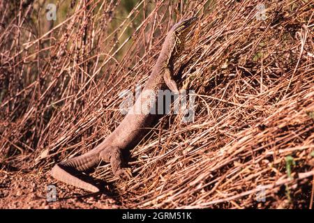 Un grand moniteur de Gould ou un Goanna de sable, Varanus gouldii. Réserve de conservation du barrage Fogg, territoire du Nord, Australie. Banque D'Images