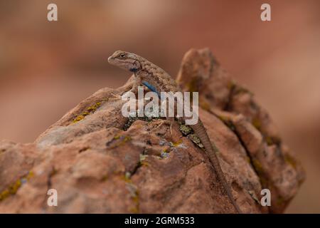 Un mâle plateau Fence Lizard, Sceloporus tristichus, perché sur un rocher dans un canyon près de Moab, Utah. Banque D'Images