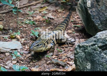 Le Tegu doré, Tupinambis teguixin, est présent dans toute l'Amérique du Sud tropicale et au Panama, ainsi que sur la Trinité-et-Tobago. Il s'élève à 2 à 3 pieds Banque D'Images