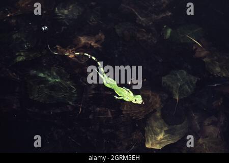 Un jeune Iguana vert, Iguana iguana, nageant dans une piscine peu profonde au Panama. Banque D'Images