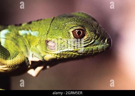 Un jeune Iguana vert, Iguana iguana, dans la forêt tropicale du Panama. Banque D'Images