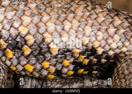 Les écailles colorées du côté et de l'arrière d'un mâle Desert Spiny Lizard, Sceloporus Magister, originaire du sud-ouest des États-Unis et du Mexique. Banque D'Images