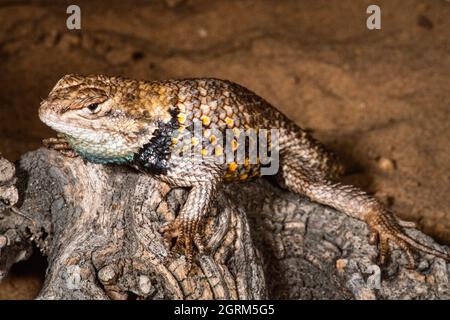 Un mâle Desert Spiny Lizard, Sceloporus Magister. Ils sont originaires du sud-ouest des États-Unis et du Mexique. Banque D'Images