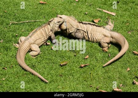 Deux grands mâles adultes Ricord's Rock Iguanas manifestent un comportement territorial agressif au zoo national de la République dominicaine. Un Finang critique Banque D'Images