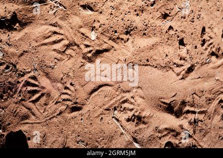 Traces d'un monstre de Gila, Heloderma suspectum, dans le sable dans le désert. Banque D'Images