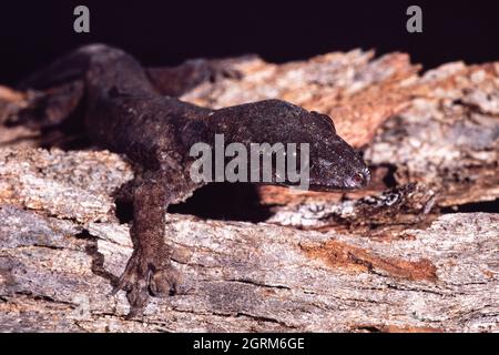 An Oceanic Gecko, Gehyra oceanica, sur l'île Cocos, Guam. Banque D'Images