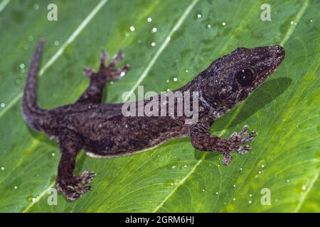 An Oceanic Gecko, Gehyra oceanica, sur l'île Cocos, Guam. Banque D'Images