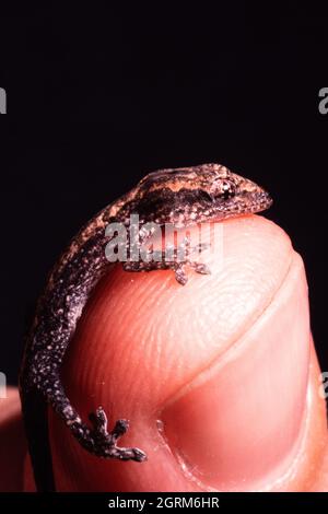 Un petit Mourning Gecko nouvellement éclos, Lepidodactylus lugubris, au doigt du photographe au Panama. Banque D'Images