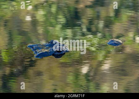 Un alligator américain adulte, Alligator mississippiensis, peut mesurer de 3.4 à 4.6 m (11 à 15 pi) de longueur et peser jusqu'à 453 kg (1,000 lb). Banque D'Images