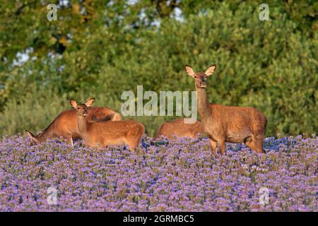 Cerf rouge (Cervus elaphus) arrière avec des veaux qui fourragent dans le champ avec le tacy phacelia / tansy bleu / tansy pourpre floraison en été Banque D'Images