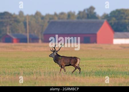 Le cerf-volant solitaire (Cervus elaphus) se lague sur les terres agricoles devant les bâtiments de la ferme rouge pendant la rut en automne, Skane / Scania, Suède Banque D'Images