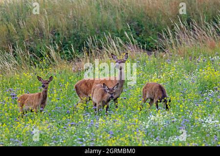 Le cerf-Rouge (Cervus elaphus) se hante avec des veaux en quête de fleurs sauvages en été Banque D'Images