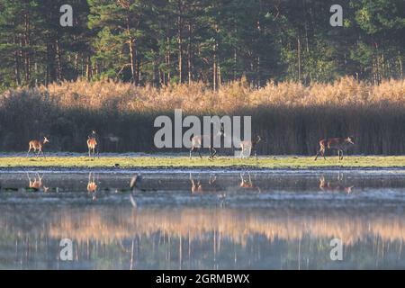 Le cerf rouge (Cervus elaphus) a poignardé le harem des femelles / arrière de lac dans la brume tôt le matin au bord de la forêt en automne Banque D'Images