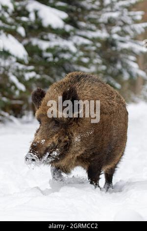 Sanglier solitaire (sus scrofa) mâle fourrager dans la forêt de conifères dans la neige en hiver Banque D'Images