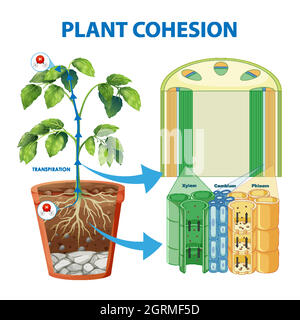 Schéma de la cohésion des plantes Illustration de Vecteur