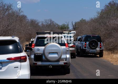 Un embouteillage dans le parc national Kruger causé par un léopard mâle Banque D'Images