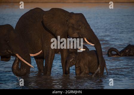 Élevage d'éléphants par une chaude journée Banque D'Images