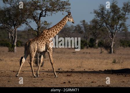 Une girafe mâle qui traverse une zone ouverte près d'un trou d'eau Banque D'Images