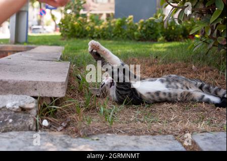 Chat errant, chat de mère, chat joueur, chat joueur, chat allongé sur le dos Banque D'Images