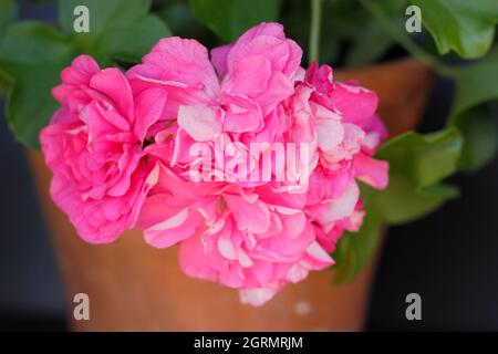 Grappes de fleurs de Pelargonium peltatum 'Sybil Holmes', géranium traîné à feuilles de lierre. ROYAUME-UNI Banque D'Images