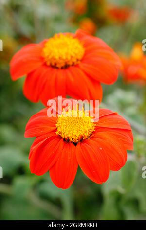 Tithonia rotundifolia, plante statuesque de la fin de l'été qui ajoute de la hauteur à une frontière. ROYAUME-UNI Banque D'Images